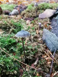 Foto: Zwarte melksteelmycena [Mycena galopus var. nigra Rea.] Maashorst 